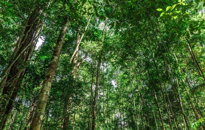 Florestas Tropicais Sofrem Morte Acelerada 