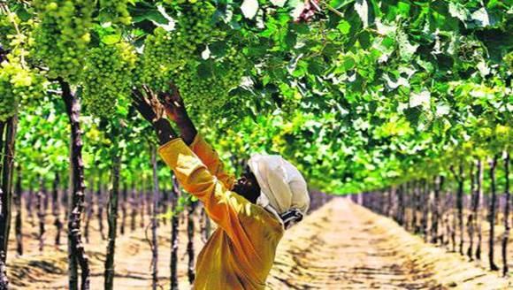 Empregado de campo tem direito a intervalos para recuperação térmica 