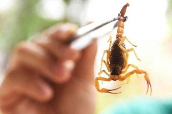 Número de acidentes de trabalho por animais peçonhentos cresceu 38,25%
